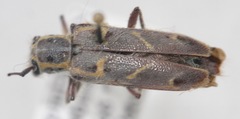 Saperda tridentata