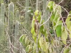 Colaptes atricollis