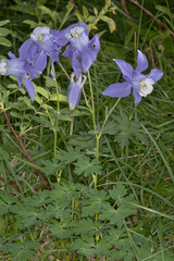 Aquilegia alpina