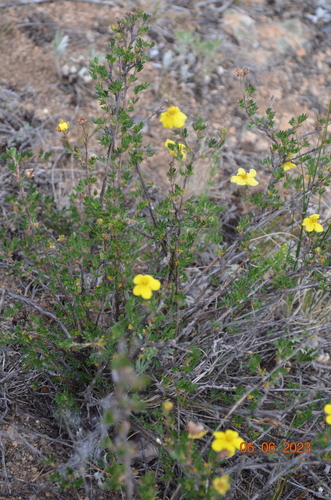 Image of Dasiphora parvifolia by (c) Margarita, some rights reserved (CC BY)