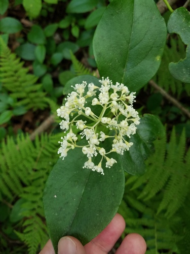 Hydrangea barbara, photograph 6