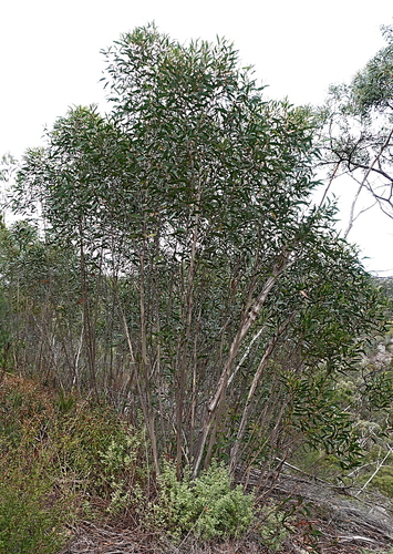 Image of Eucalyptus spectatrix by (c) Max Campbell, some rights reserved (CC BY)