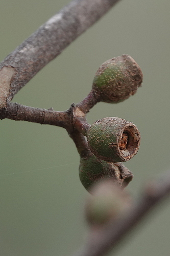 Image of Eucalyptus spectatrix by (c) Max Campbell, some rights reserved (CC BY)