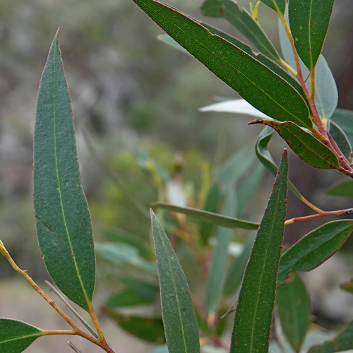 Image of Eucalyptus spectatrix by (c) Max Campbell, some rights reserved (CC BY)