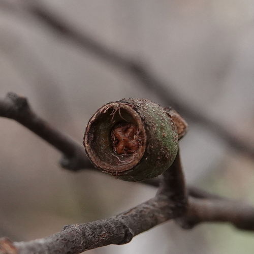 Image of Eucalyptus spectatrix by (c) Max Campbell, some rights reserved (CC BY)