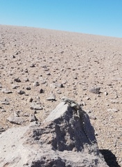 Liolaemus audituvelatus