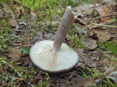 Lactarius vietus