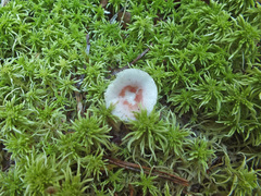 Russula betularum image