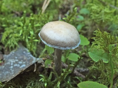 Cortinarius flexipes