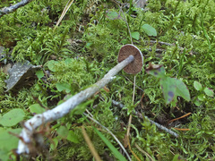 Cortinarius flexipes