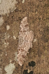 Thysania agrippina