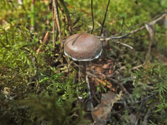 Cortinarius flexipes