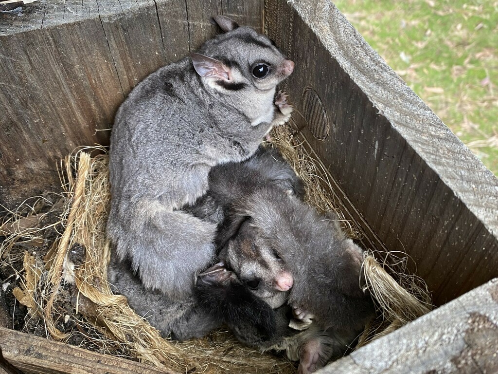 Sugar Glider from St Andrews VIC 3761, Australia on June 11, 2023 at 03
