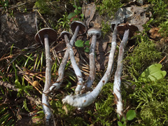 Cortinarius flexipes