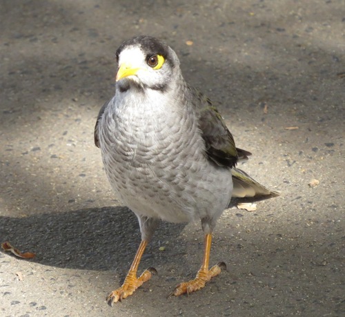 Noisy Miner, photo 9 of 10