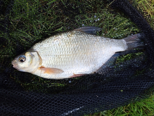 White bream balığı