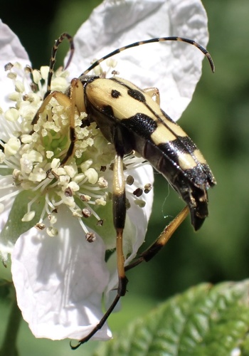 Spotted Longhorn Beetle, Nationaal Park De Loonse en Drunense Duinen, Udenhout, North Brabant, NL, photo 8 of 10