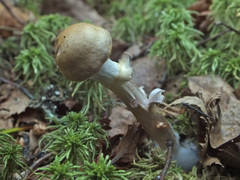 Cortinarius anomalus