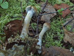 Cortinarius anomalus