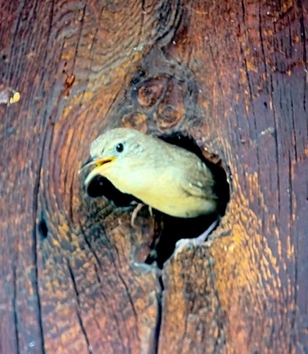 iNaturalist observation photo of Northern House Wren
