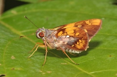 Thracides arcalaus