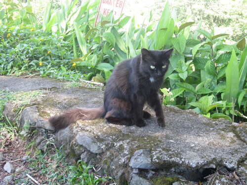 Felis catus observed 2023-06-10