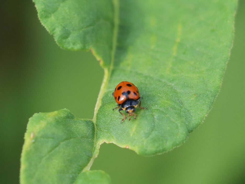 Hippodamia heydeni