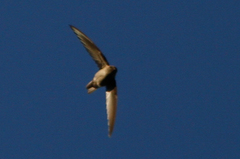 Aerodramus terraereginae