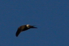 Aerodramus terraereginae