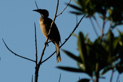 Philemon buceroides