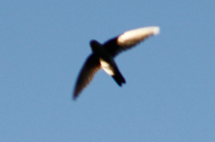 Aerodramus terraereginae