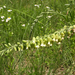 Shrubby Sophora - Photo (c) Chuangzao, some rights reserved (CC BY-NC), uploaded by Chuangzao