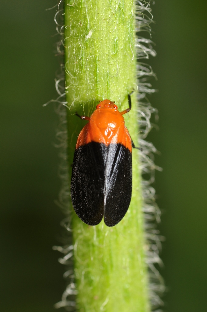 Sphenorhina rhodopepla