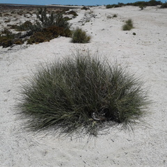 Spinifex longifolius