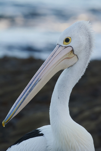 Australian Pelican (Pelecanus conspicillatus), photo 7