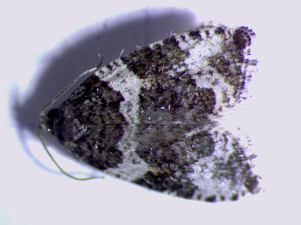Phiaris glaciana