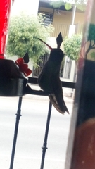 Cynanthus latirostris