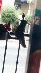 Cynanthus latirostris