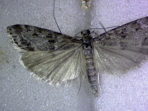 Eudonia albertalis