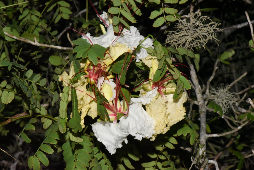Foto de Flamboyant-branco