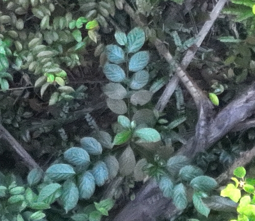 Lindera lucida observed 2023-06-09