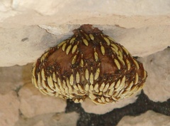 Apoica pallens