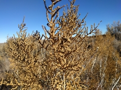 Allenrolfea occidentalis