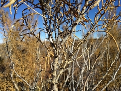 Allenrolfea occidentalis