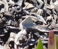 Icaricia icarioides parapheres
