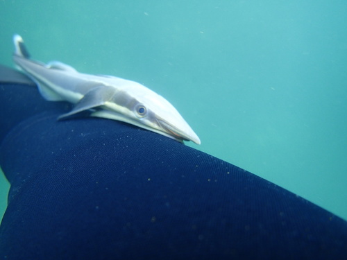 Live sharksucker (Echeneis naucrates) — Echeneidae — 5