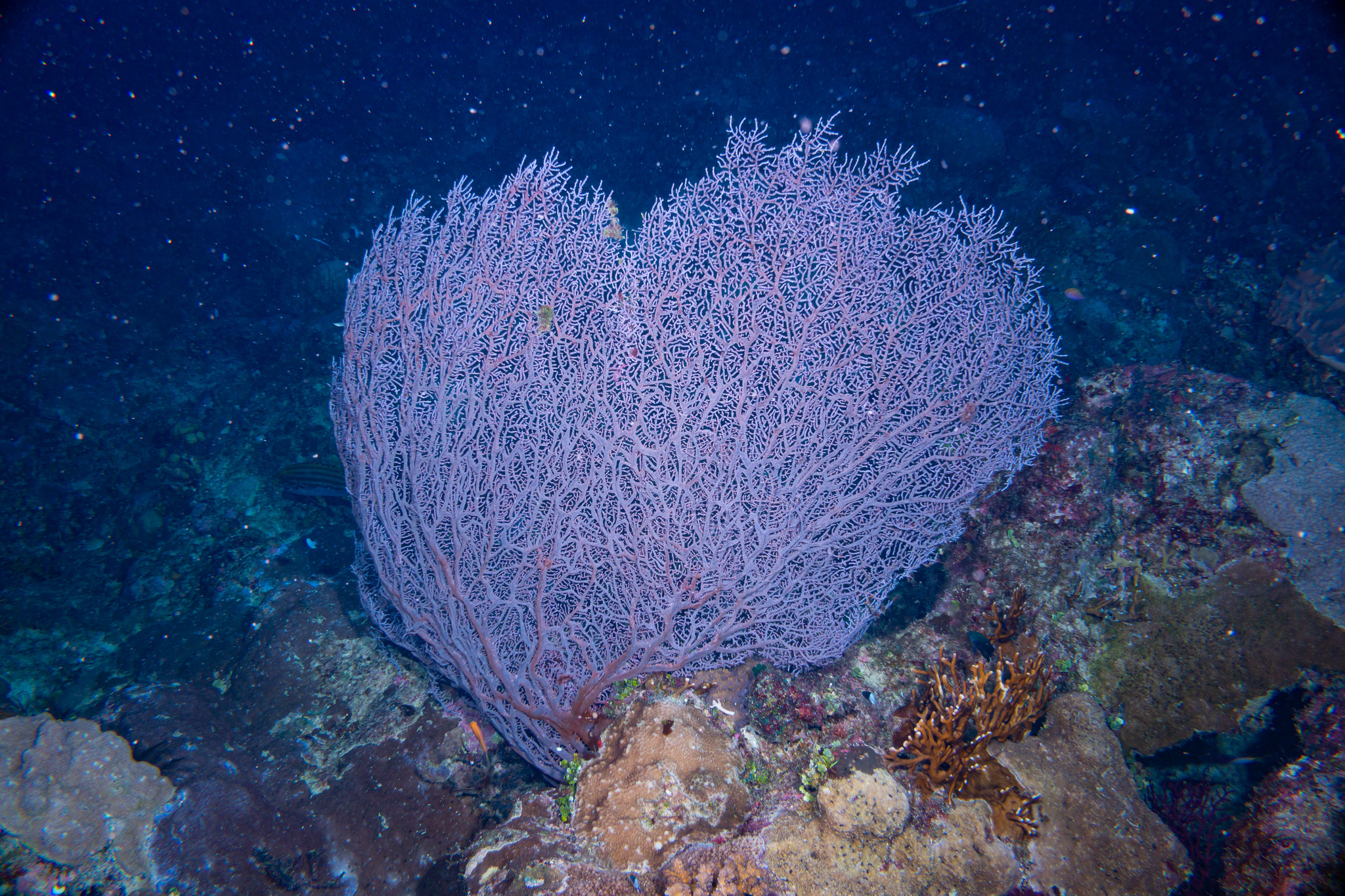 Muricella plectana Grasshoff, 1999