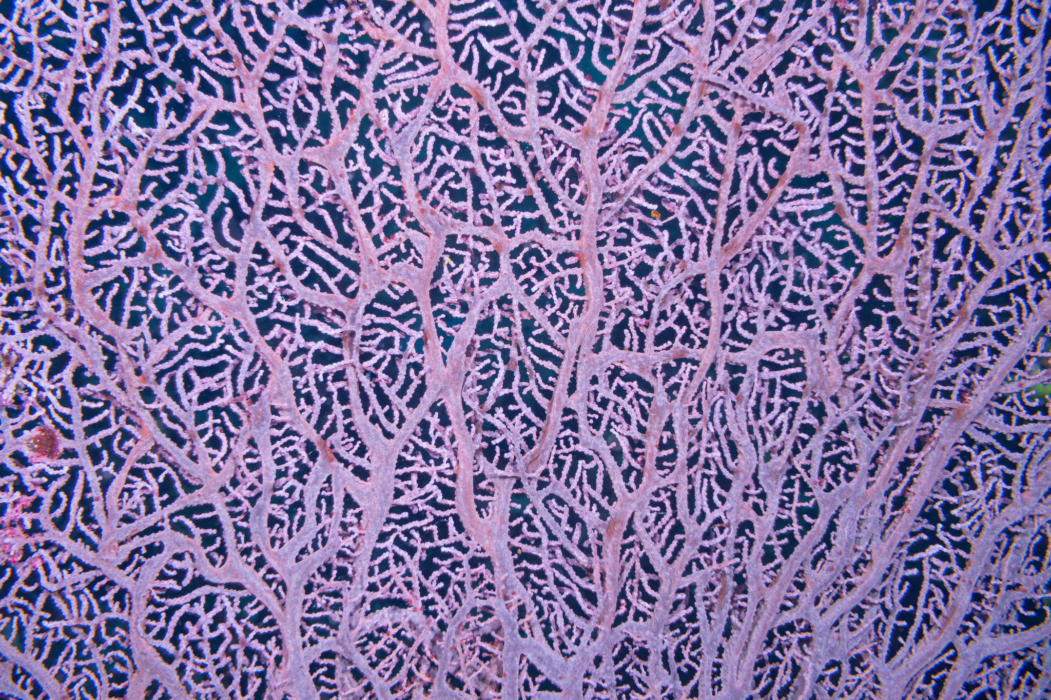 Muricella plectana Grasshoff, 1999