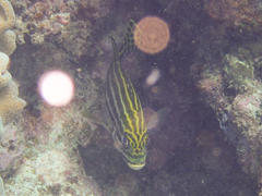 Plectorhinchus lessonii