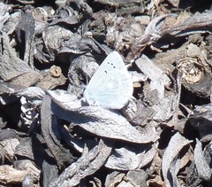 Icaricia icarioides parapheres